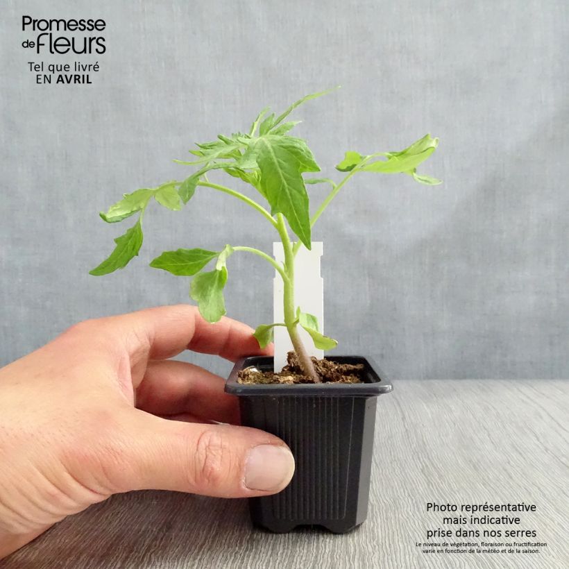 Spécimen de Tomate Saint-Pierre en plants Godet de 7/8 cm tel que livré en hiver