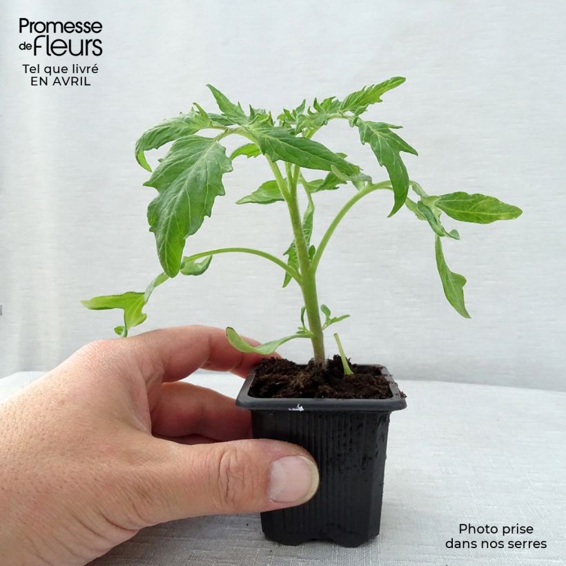 Spécimen de Tomate Saint-Pierre en plants tel que livré au printemps