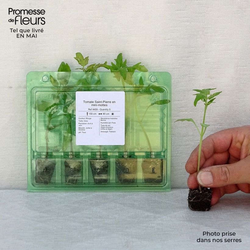 Spécimen de Tomate Saint-Pierre en plants Mini-motte Ø 3/4 cm tel que livré au printemps