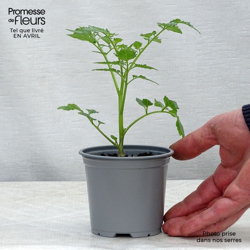 Spécimen de Tomate Santonio F1 en plants GREFFES - Tomate cerise tel que livré en printemps