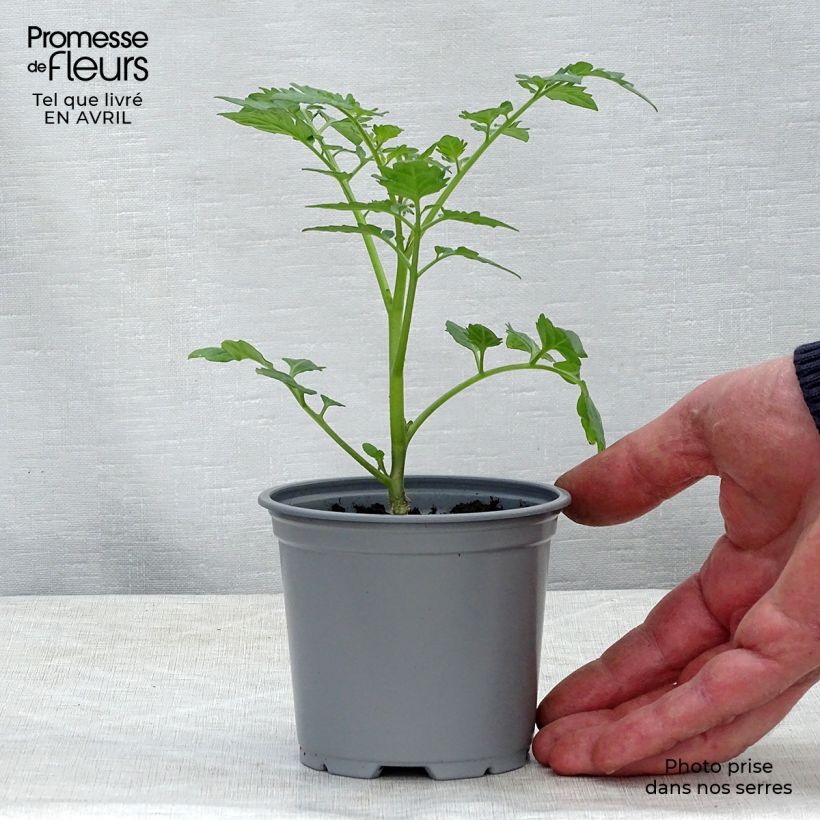 Spécimen de Tomate Santonio F1 en plants GREFFES - Tomate cerise tel que livré au printemps