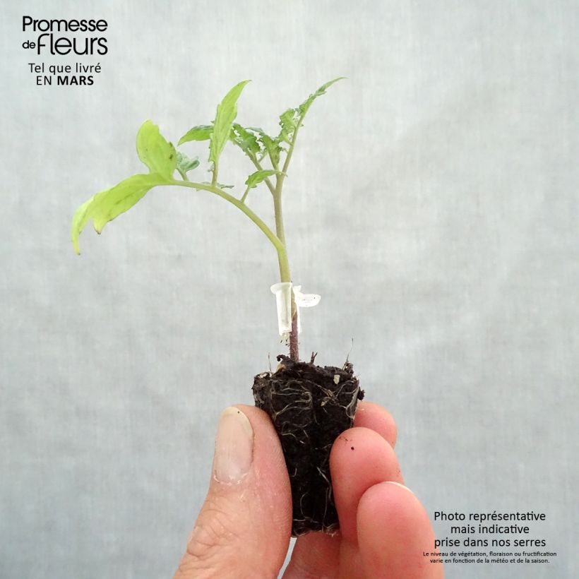 Spécimen de Tomate Santonio F1 en plants GREFFES - Tomate cerise Mini-motte Ø 3/4 cm tel que livré au printemps