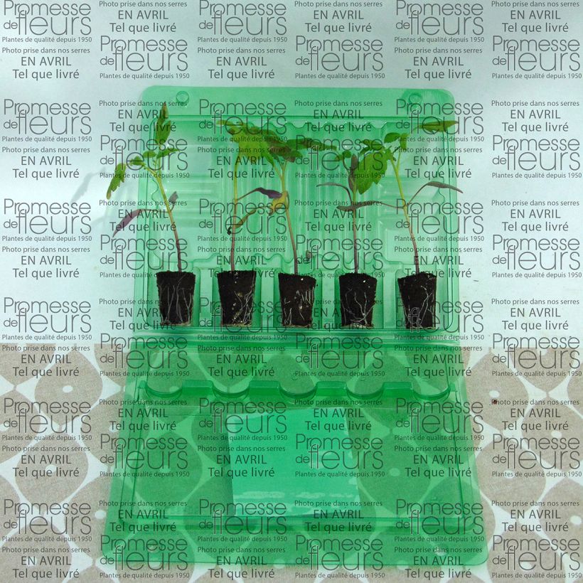Exemple de spécimen de Tomate Star Gold F1 en plants - Tomate cerise jaune Mini-motte 4 cm tel que livré