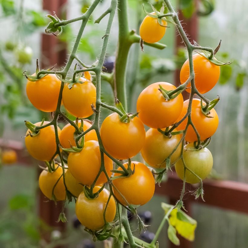 Tomate Sturdy Grace F1 en plants - Tomate cerise jaune (Récolte)