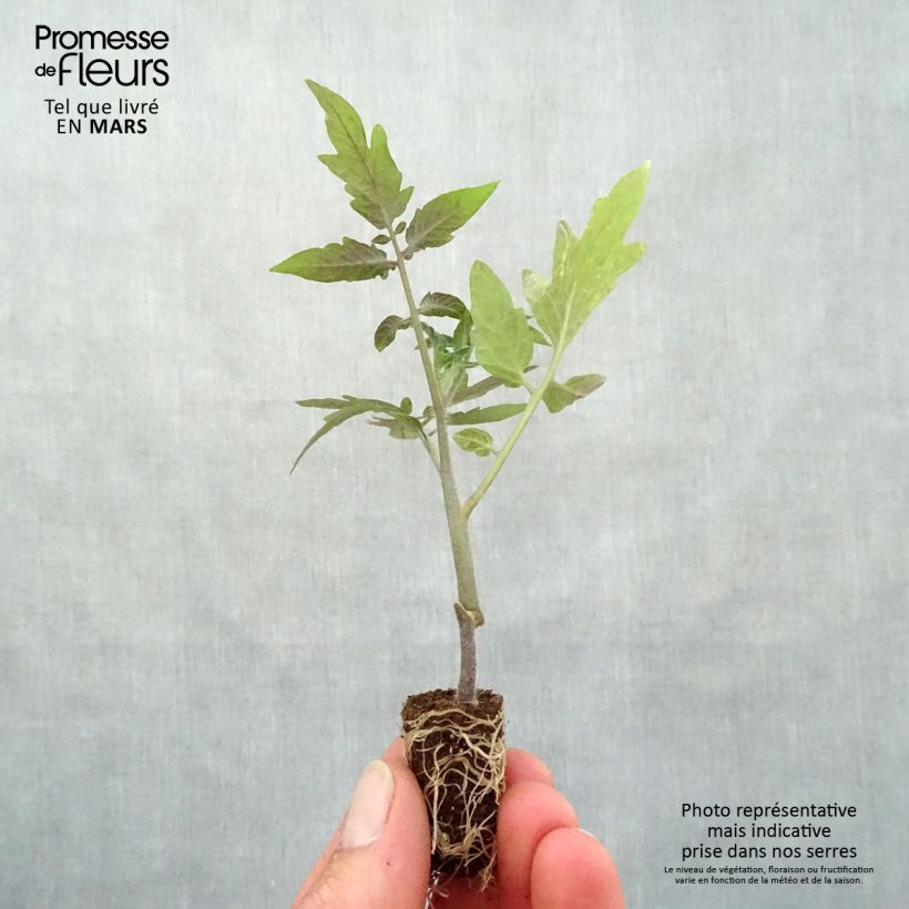 Spécimen de Tomate Sturdy Grace F1 en plants - Tomate cerise jaune - minimotte tel que livré au printemps