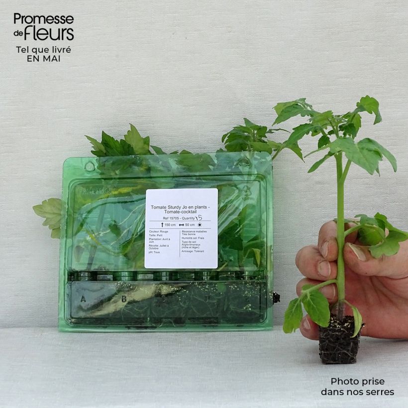 Spécimen de Tomate Sturdy Jo en plants - Tomate-cocktail Mini-motte 4 cm tel que livré au printemps