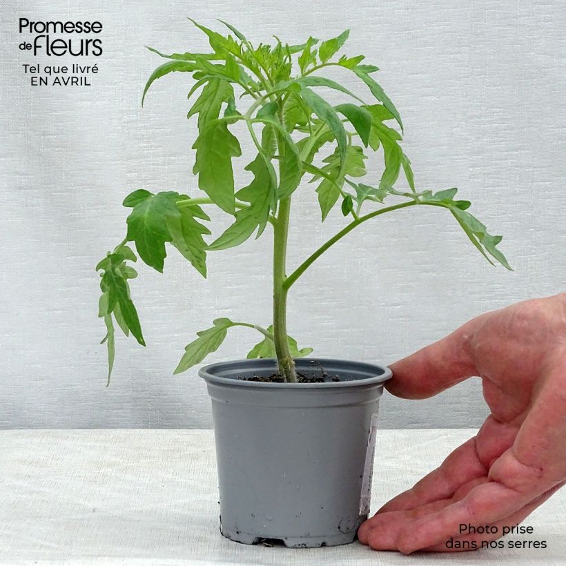 Spécimen de Tomate Supersteak F1 en plants GREFFES - La Sélection du Chef godet de 8/9cm tel que livré au printemps