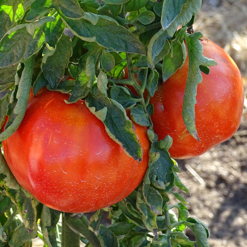Tomate Supersteak F1 - La Sélection du Chef (Récolte)