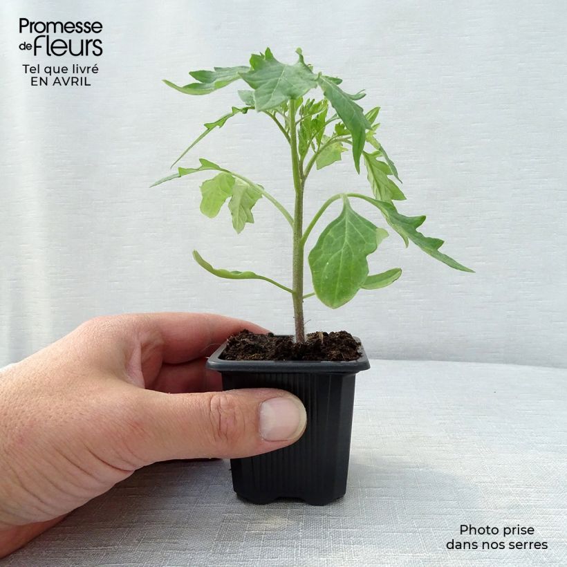 Spécimen de Tomate Supersteak F1 en plant - La Sélection du Chef tel que livré au printemps