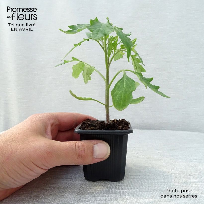 Spécimen de Tomate Supersteak F1 en plant - La Sélection du Chef Godet de 7/8 cm tel que livré au printemps