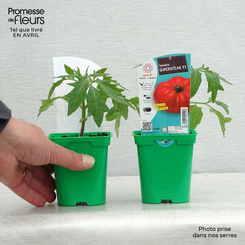 Spécimen de Tomate Supersteak F1 en plant - La Sélection du Chef tel que livré au printemps