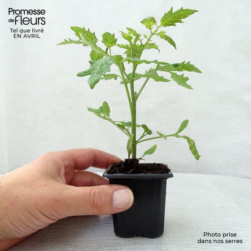 Spécimen de Tomate Supersweet 100 F1 en plants - Tomate cerise tel que livré au printemps