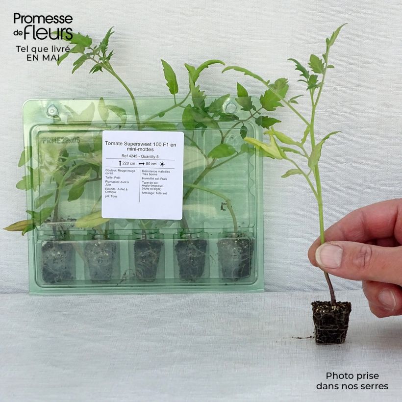 Spécimen de Tomate Supersweet 100 F1 en plants - Tomate cerise Mini-motte Ø 3/4 cm, Livré en hauteur de 5 à 10 cm tel que livré au printemps