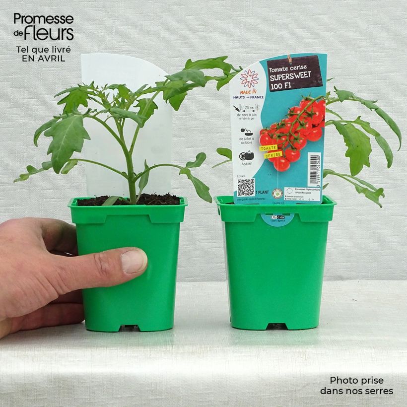 Spécimen de Tomate Supersweet 100 F1 en plants - Tomate cerise tel que livré au printemps