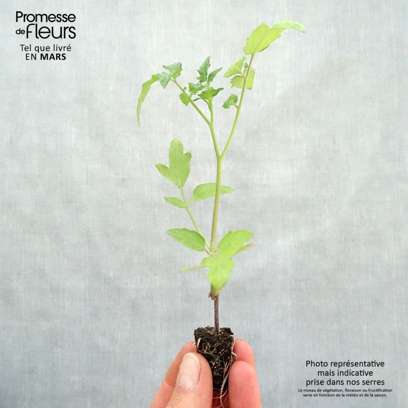 Spécimen de Tomate Supersweet 100 en plants GREFFES BIO - F1 en mini-mottes Mini-motte 1,6 cm tel que livré au printemps