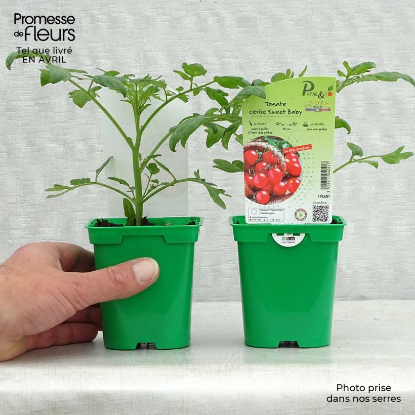 Spécimen de Tomate Sweetbaby F1 en plants - Tomate-cerise tel que livré au printemps