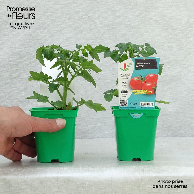 Spécimen de Tomate Totem F1 en plants tel que livré au printemps
