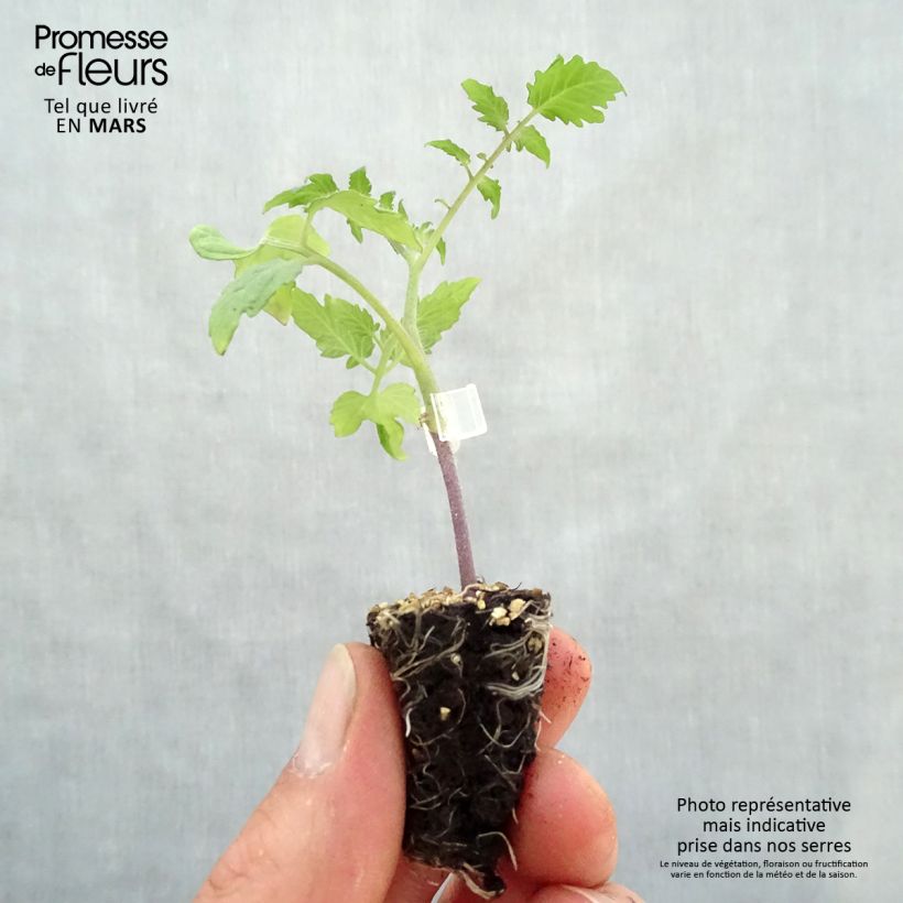Spécimen de Tomate Trilly F1 en plants GREFFES - Tomate-cerise allongée Mini-motte Ø 3/4 cm, Livré en hauteur de 5 à 10 cm tel que livré au printemps