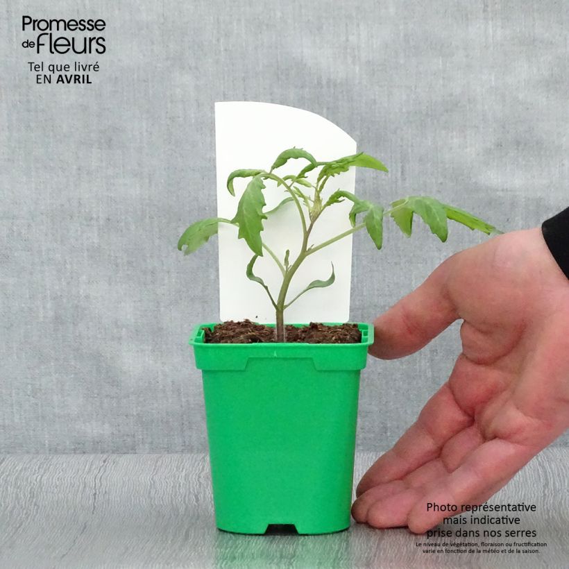 Spécimen de Tomate Trilly F1 - Tomate Cerise allongée en plants Pot de 10,5 cm tel que livré au printemps
