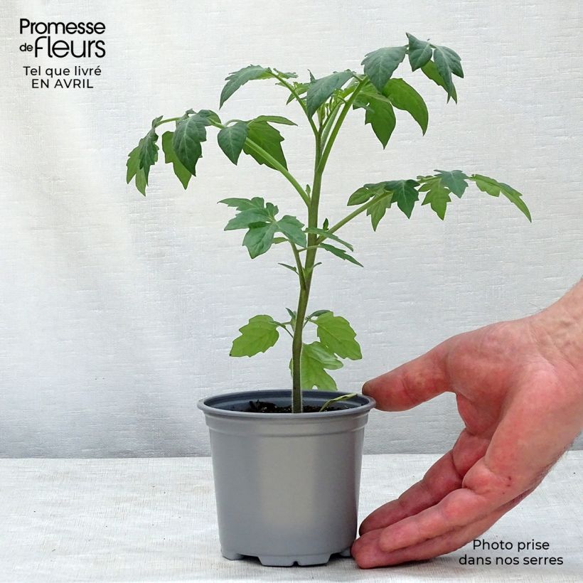 Spécimen de Tomate Tutti Frutti en plants - Tomate-cerise godet de 8/9cm tel que livré au printemps