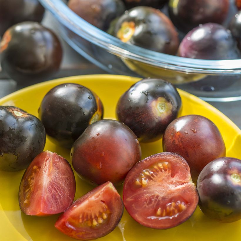 Tomate Cherry Pearl en plants - tomate-cerise (Récolte)