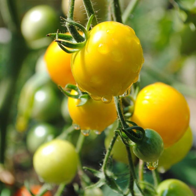 Tomate Cherry Yellow en plants - Tomate-cerise (Récolte)
