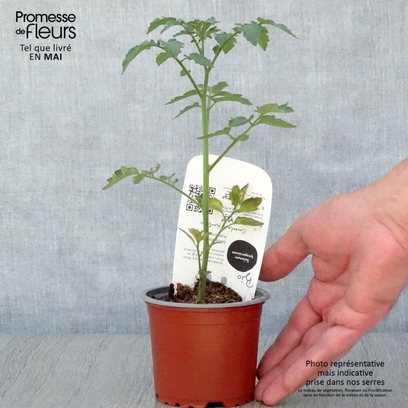 Spécimen de Tomate cerise Gusta Mini Red en plant Bio Pot de 10,5 cm tel que livré au printemps