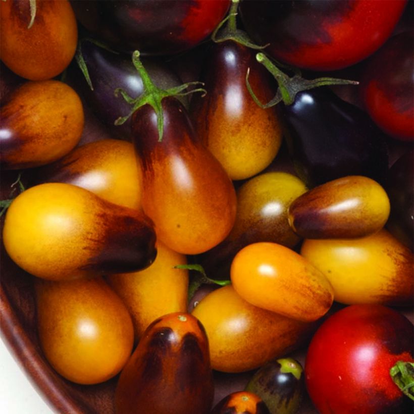 Tomate Pear Jewel en plants - tomate-cerise (Récolte)
