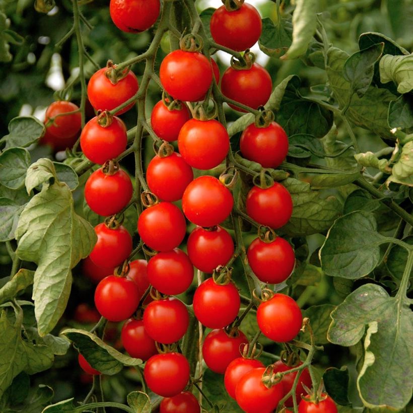Tomate cerise Supersweet 100 F1 en plants GREFFES (Récolte)