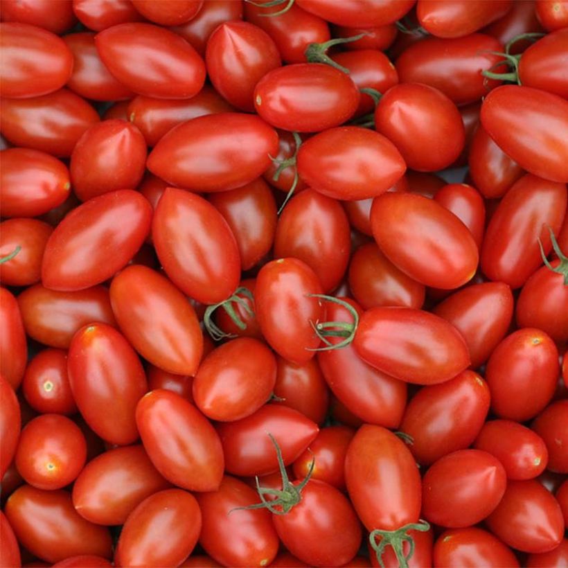 Tomate Trilly F1 en plants GREFFES - Tomate-cerise allongée (Récolte)