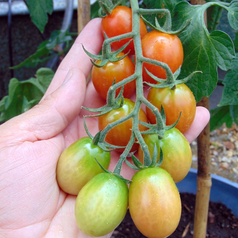 Tomate Tutti Frutti en plants - Tomate-cerise (Récolte)