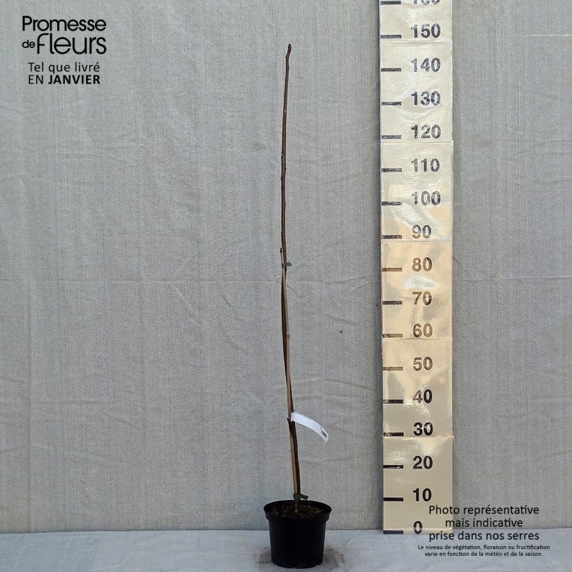 Spécimen de Toona sinensis - Acajou de Chine Pot de 3L/4L tel que livré en hiver