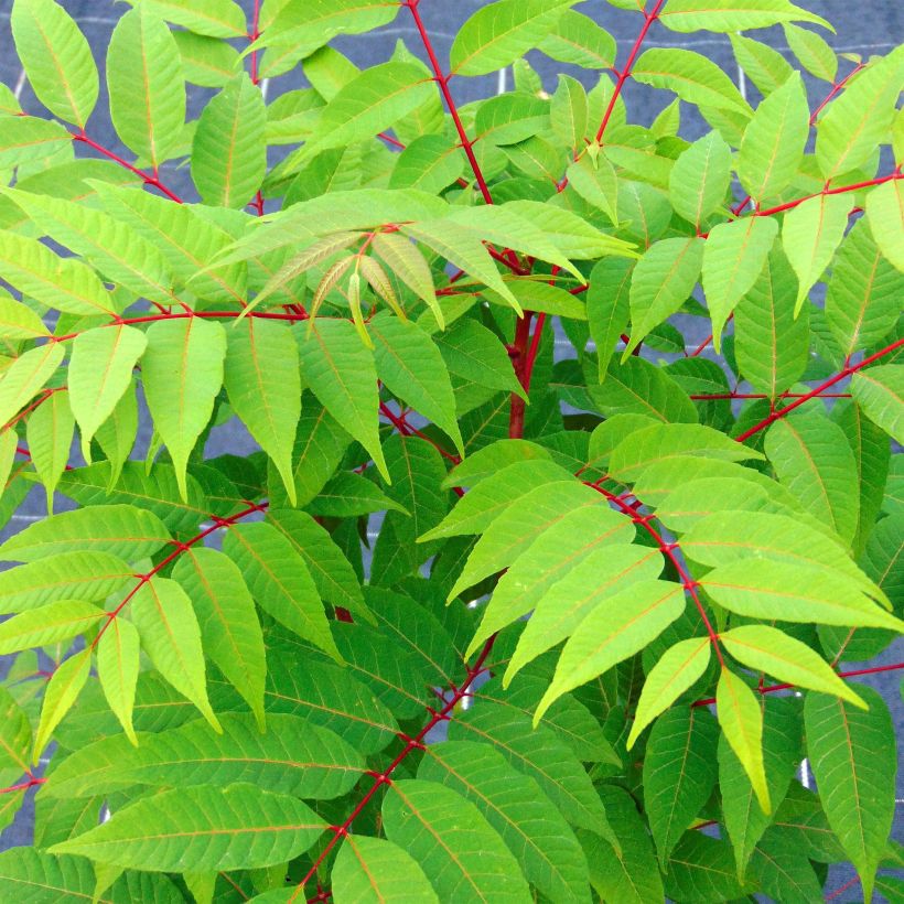 Toona sinensis Flamingo - Acajou de Chine (Feuillage)