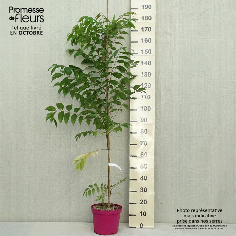 Spécimen de Toona sinensis Flamingo - Acajou de Chine Pot de 4L/5L tel que livré en automne
