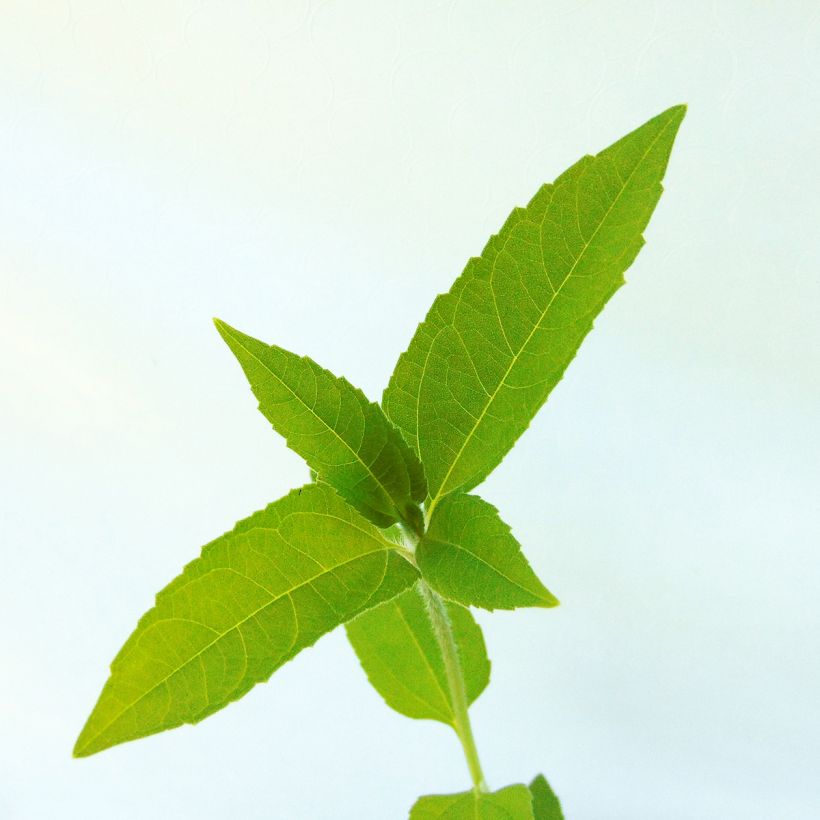 Topinambours Fuseau Culinaire - Helianthus tuberosus (Feuillage)