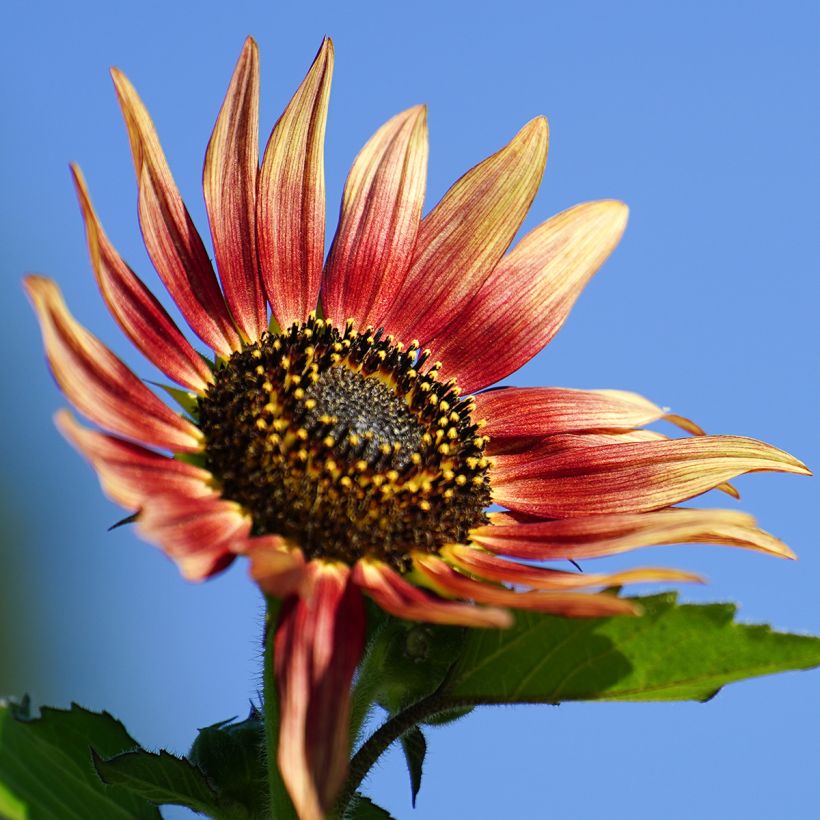 Graines de Tournesol nain Ms. Mars - Helianthus annuus  (Floraison)