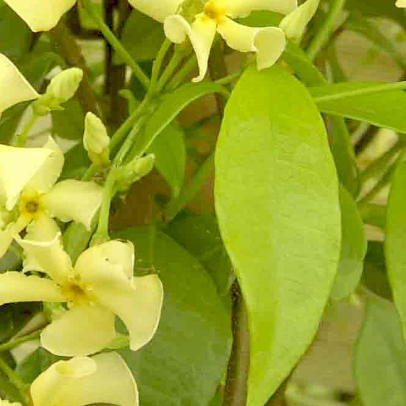 Trachelospermum Star of Toscane - Jasmin étoilé (Feuillage)