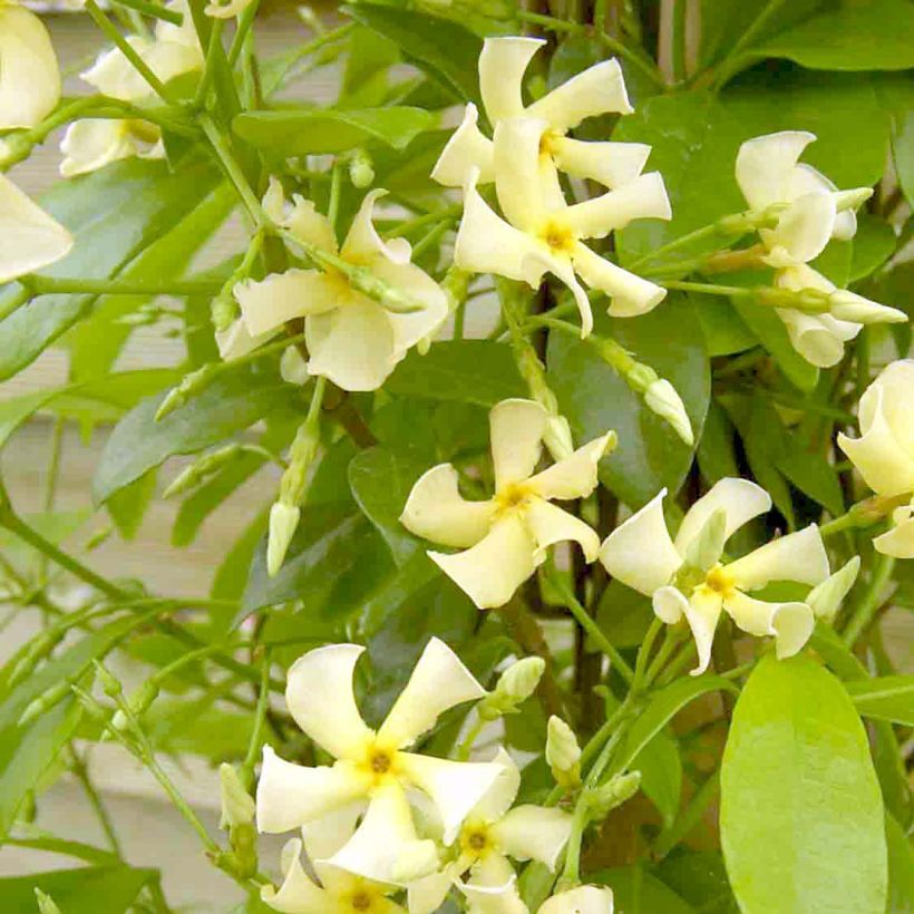 Trachelospermum Star of Toscane - Jasmin étoilé (Floraison)