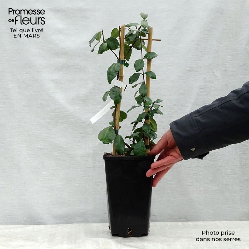 Spécimen de Trachelospermum Star of Toscane - Jasmin étoilé Pot de 2L/3L tel que livré au printemps