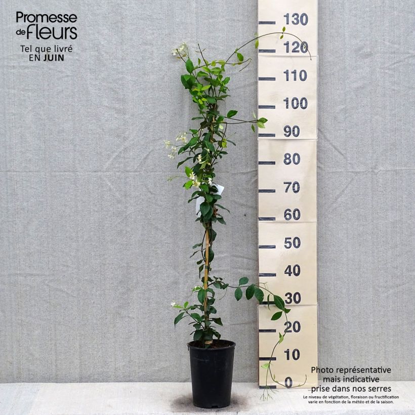 Spécimen de Trachelospermum Star of Toscane - Jasmin étoilé Pot de 2L/3L tel que livré en été