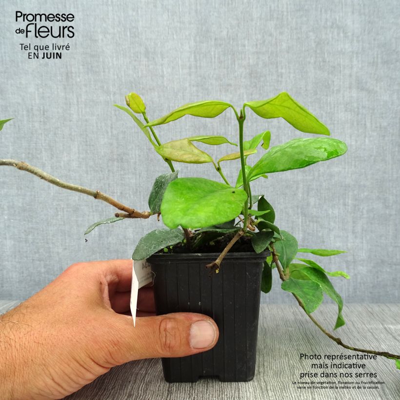 Spécimen de Trachelospermum asiaticum Chili & Vanilla - Faux-jasmin  Godet de 8/9 cm tel que livré en été
