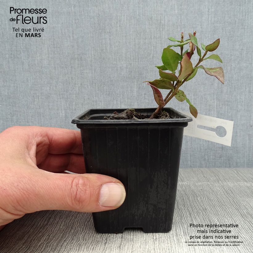 Spécimen de Trachelospermum asiaticum Chili & Vanilla - Faux-jasmin en godet de 9 cm tel que livré au printemps