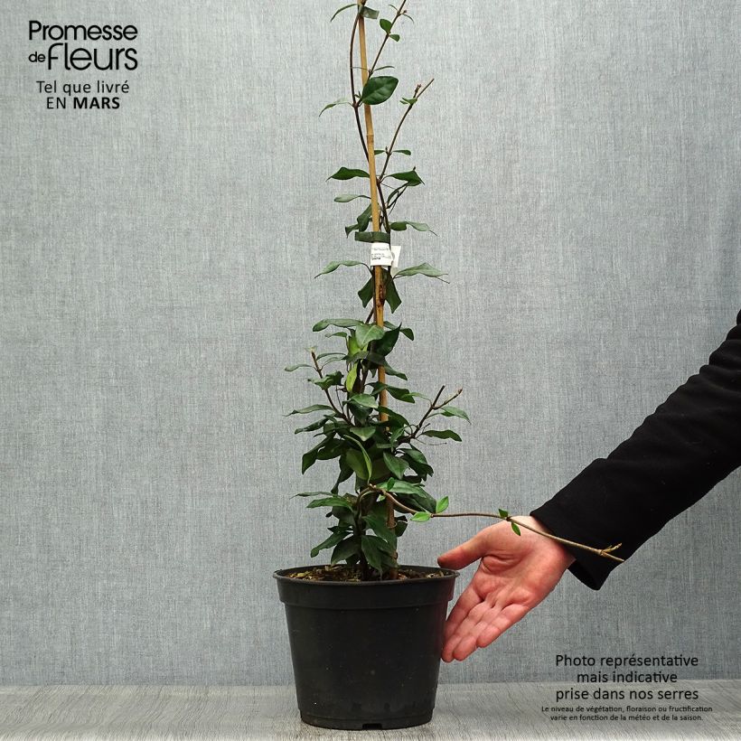 Spécimen de Trachelospermum asiaticum Chili & Vanilla - Faux-jasmin en pot de 4L tel que livré au printemps