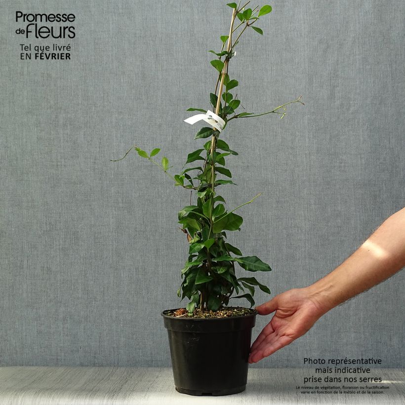 Spécimen de Trachelospermum asiaticum Chili & Vanilla - Faux-jasmin  Pot de 3L/4L tel que livré en automne