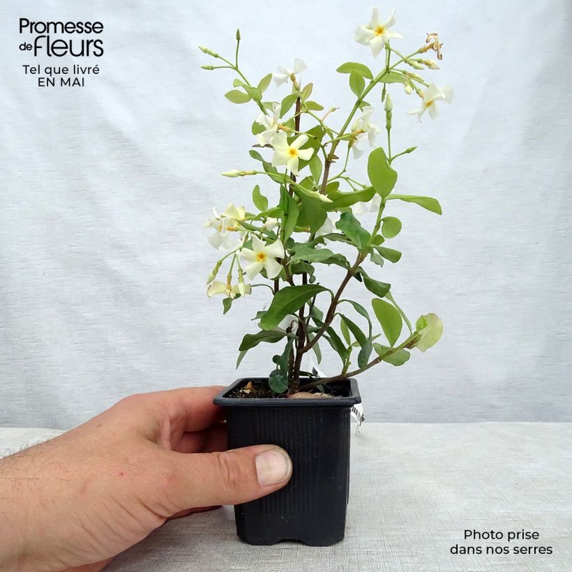 Spécimen de Trachelospermum asiaticum - Faux jasmin jaune en godet de 9cm tel que livré au printemps