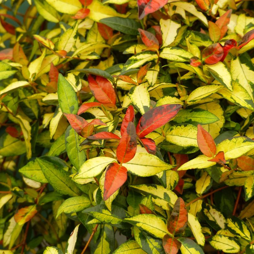 Trachelospermum asiaticum Ogon-Nishiki - Jasmin étoilé (Feuillage)