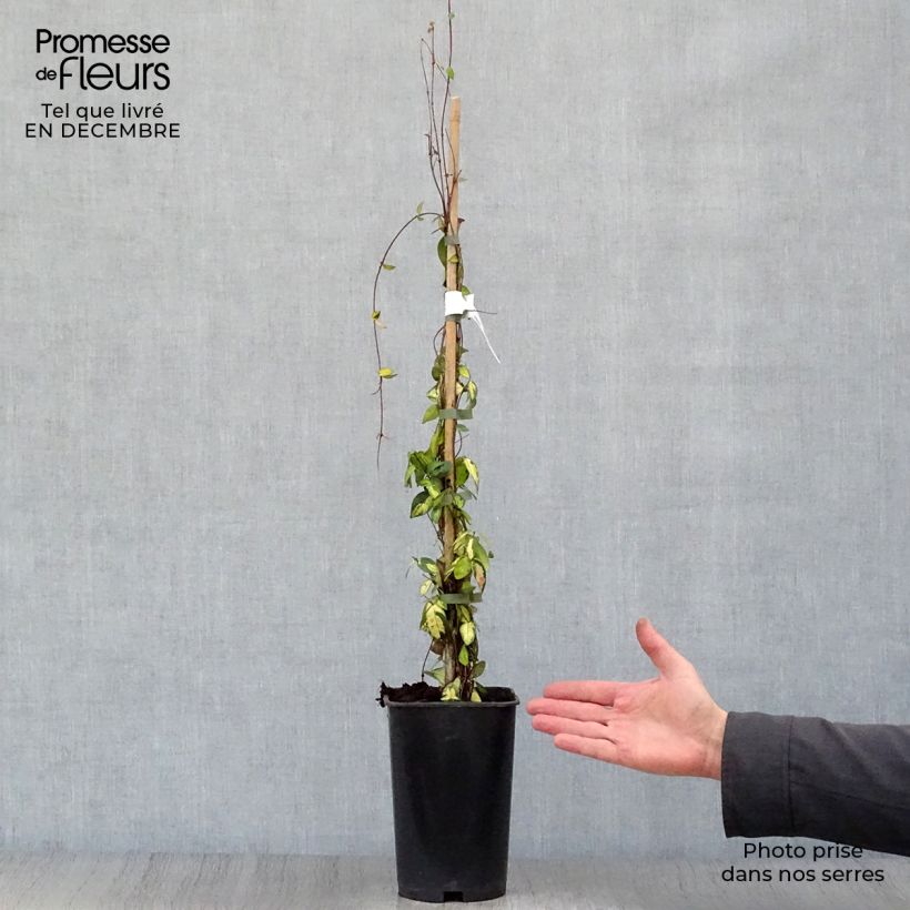 Spécimen de Trachelospermum asiaticum Ogon-Nishiki - Jasmin étoilé Pot de 2L/3L tel que livré en hiver