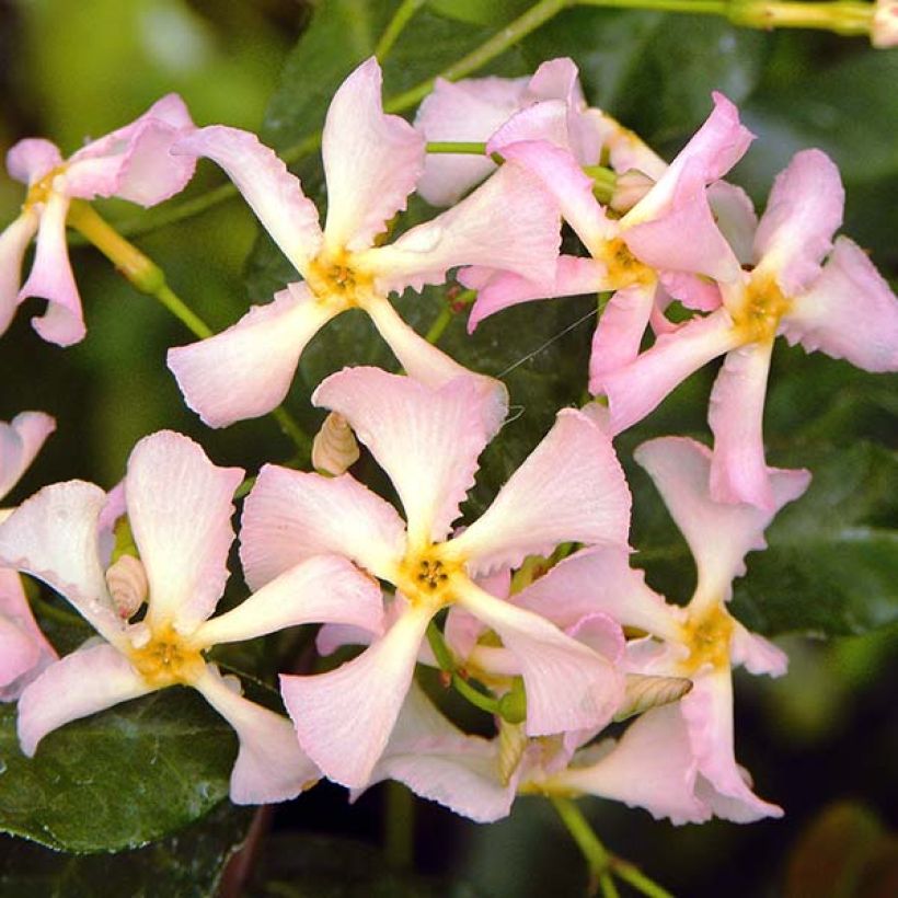 Trachelospermum asiaticum Pink Showers - Jasmin étoilé (Floraison)