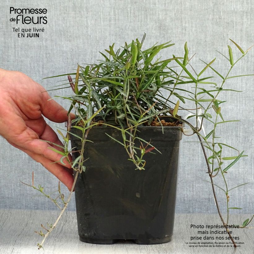 Spécimen de Trachelospermum asiaticum Theta - Jasmin étoilé Pot de 3L/4L tel que livré en été
