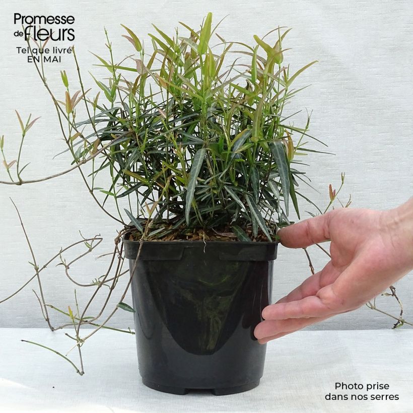 Spécimen de Trachelospermum asiaticum Theta - Jasmin étoilé - Pot de 3L/4L tel que livré au printemps